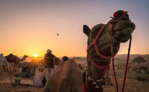 camel safari jaisalmer